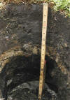 Aquent soil profile