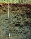 Pittstown Soil