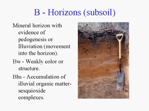 B - Horizons (subsoil)