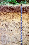 Paxton Soil